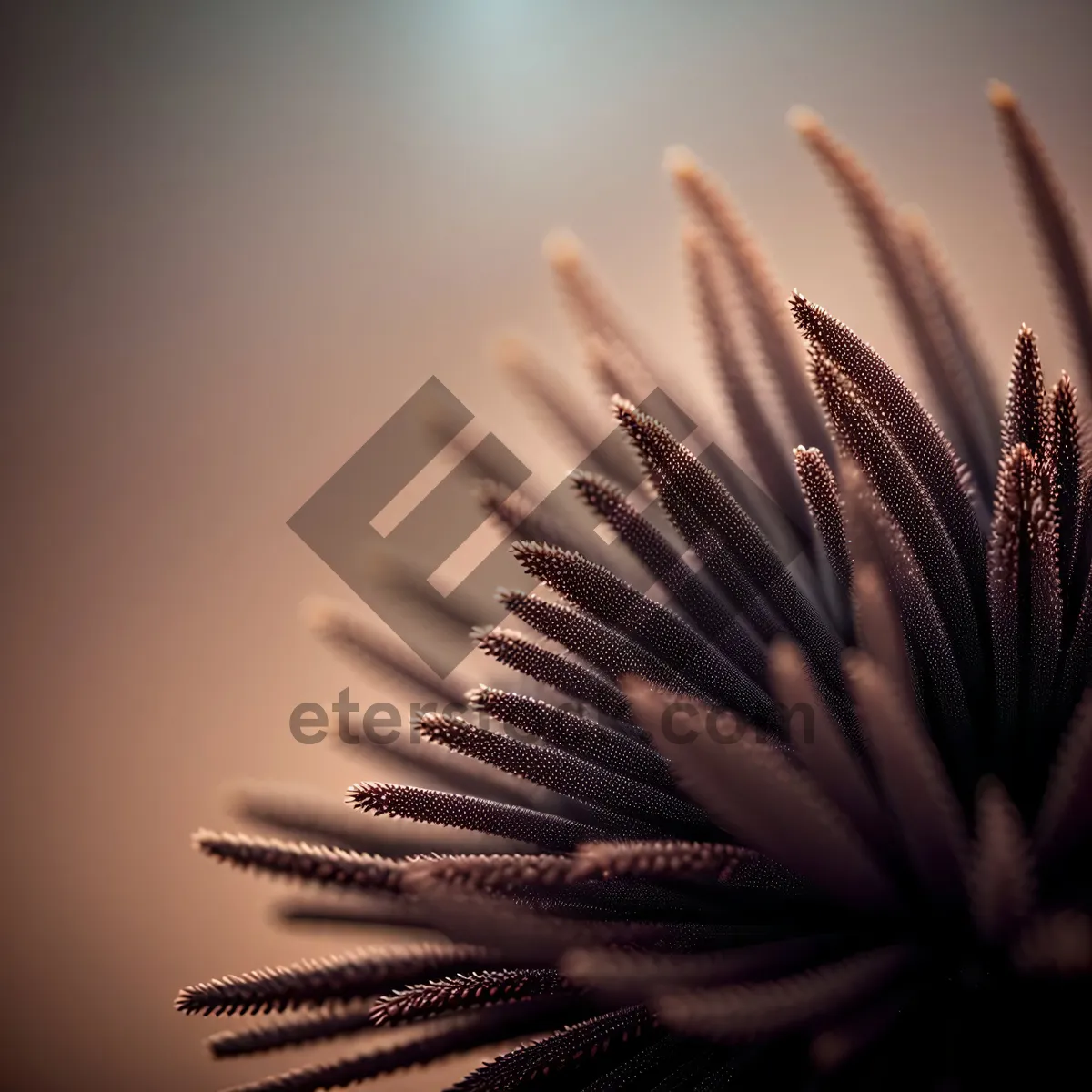 Picture of Brush with Bristles Amidst Lush Fir