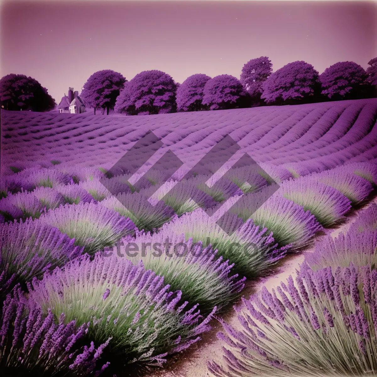 Picture of Vibrant Petunia: Colorful Celebration of Lavender and Purple