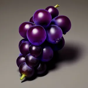 Autumn Harvest of Juicy Purple Grapes in Vineyard.