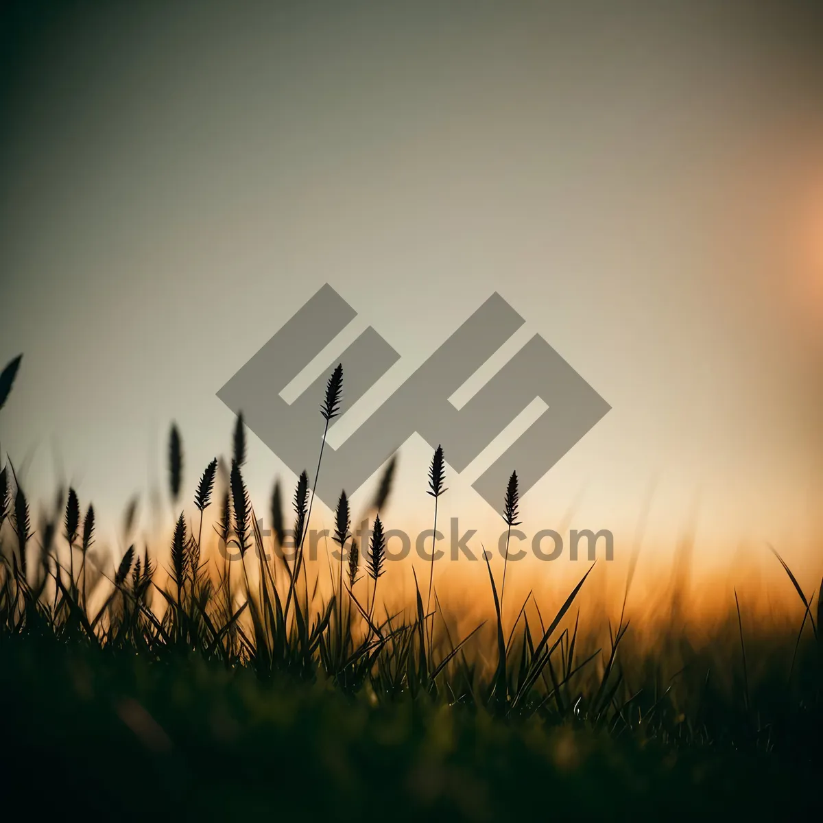 Picture of Golden Wheat Field Under Sunny Sky
