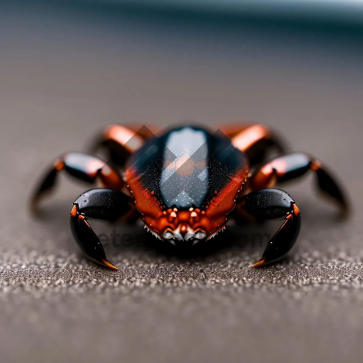 Picture of Black Ladybug Resting on Leaf in Spring Garden