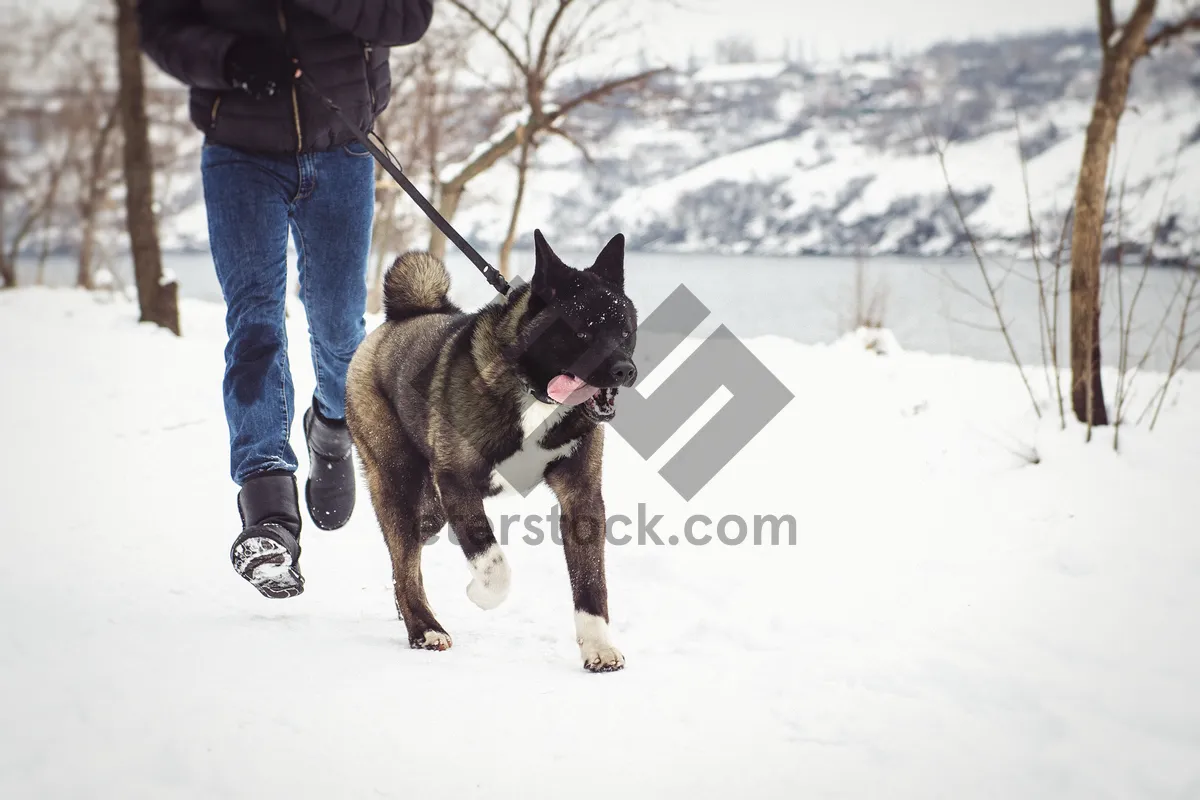 Picture of Man skiing with dog in snowy forest landscape.