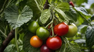 Fresh, Colorful Vegetables and Juicy Tomatoes Salad