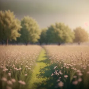 Idyllic Meadow Under Sunny Sky