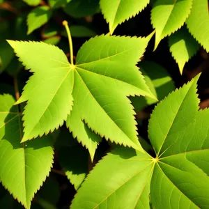 Vibrant Maple Leaves in a Sunlit Forest