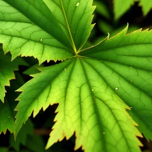 Vibrant Maple Leaves in Summer Forest