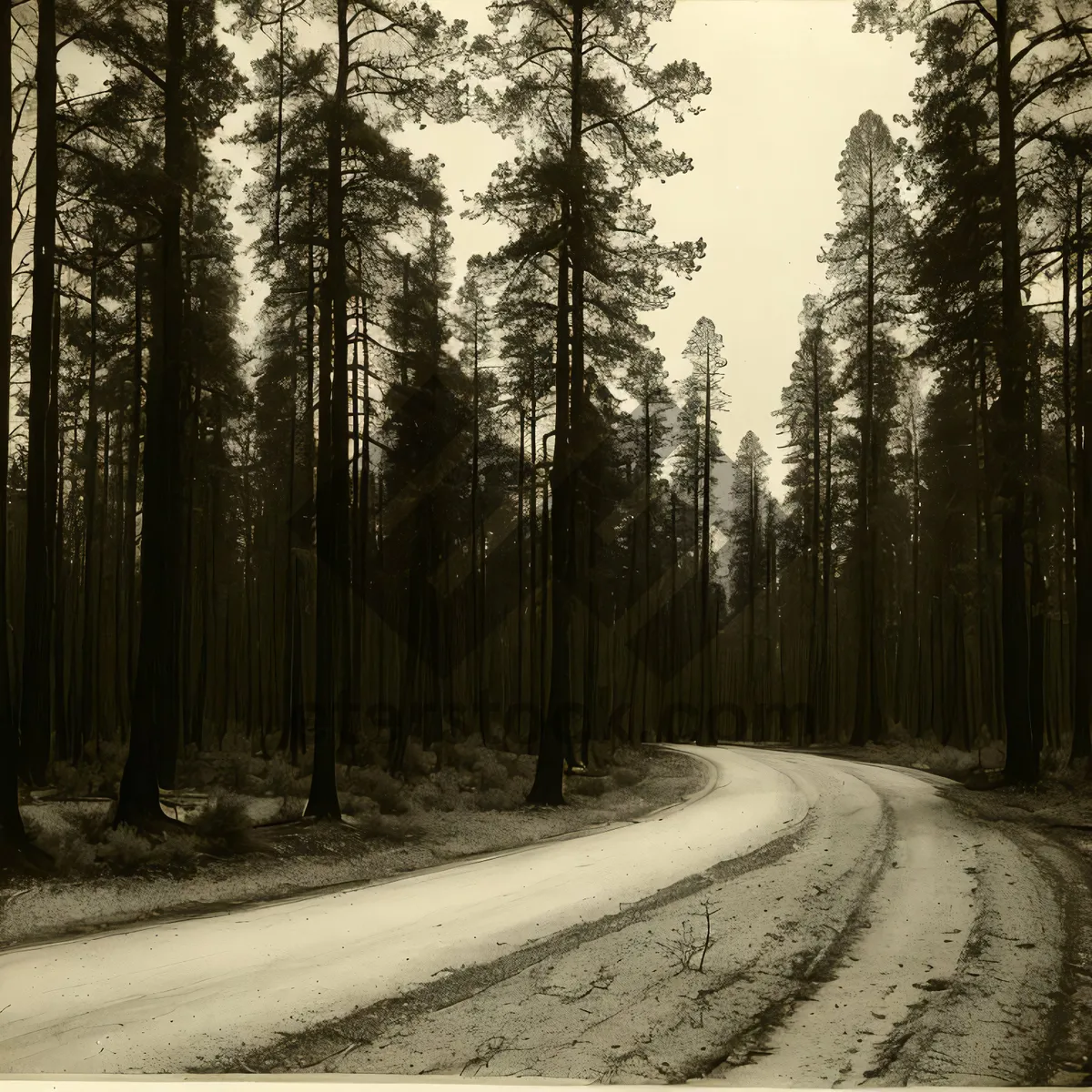 Picture of Winter Wonderland: Serene Birch Forest Covered in Snow