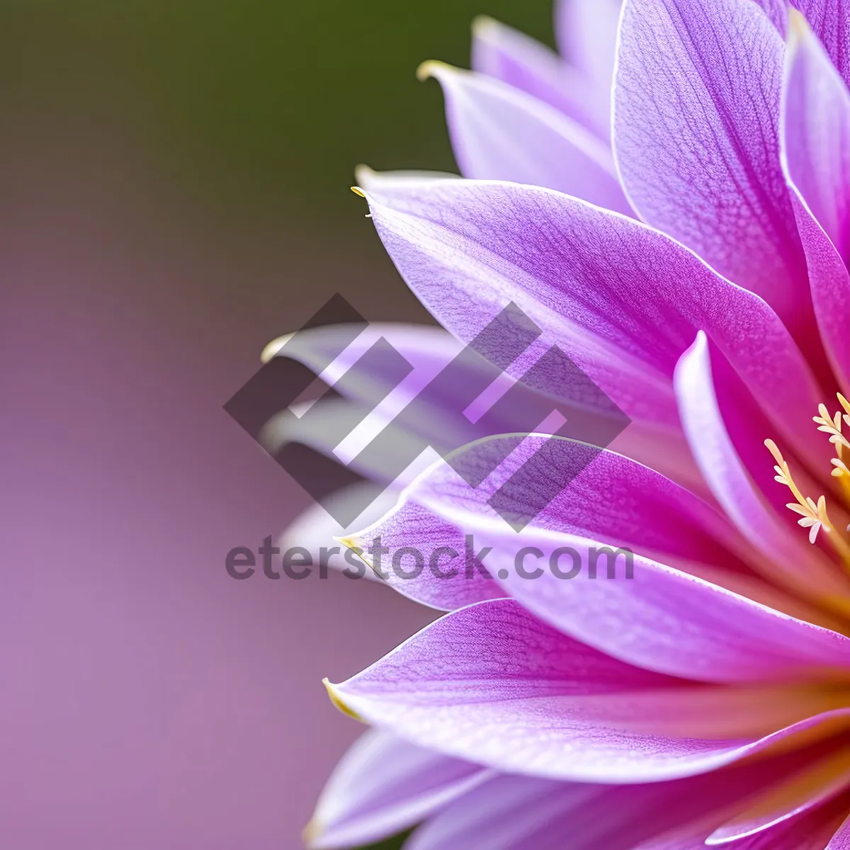 Picture of Vibrant Spring Lotus Blossom in Pink