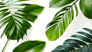 Green Bamboo Tea Leaves in Summer Forest