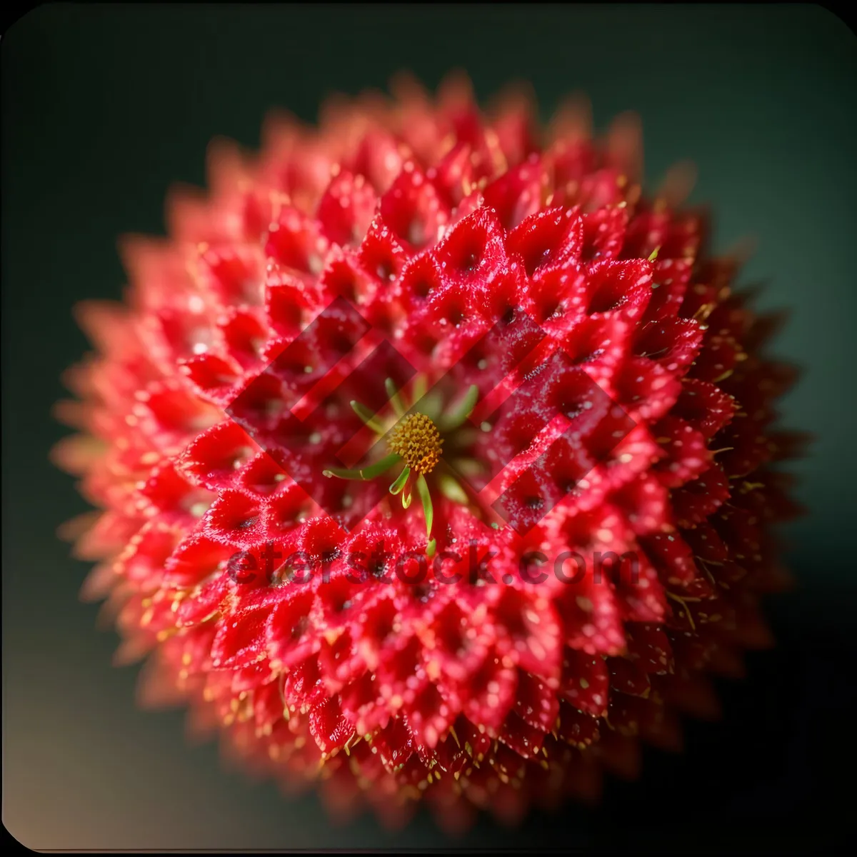 Picture of Colorful Poppy Garden with Edible Fruits