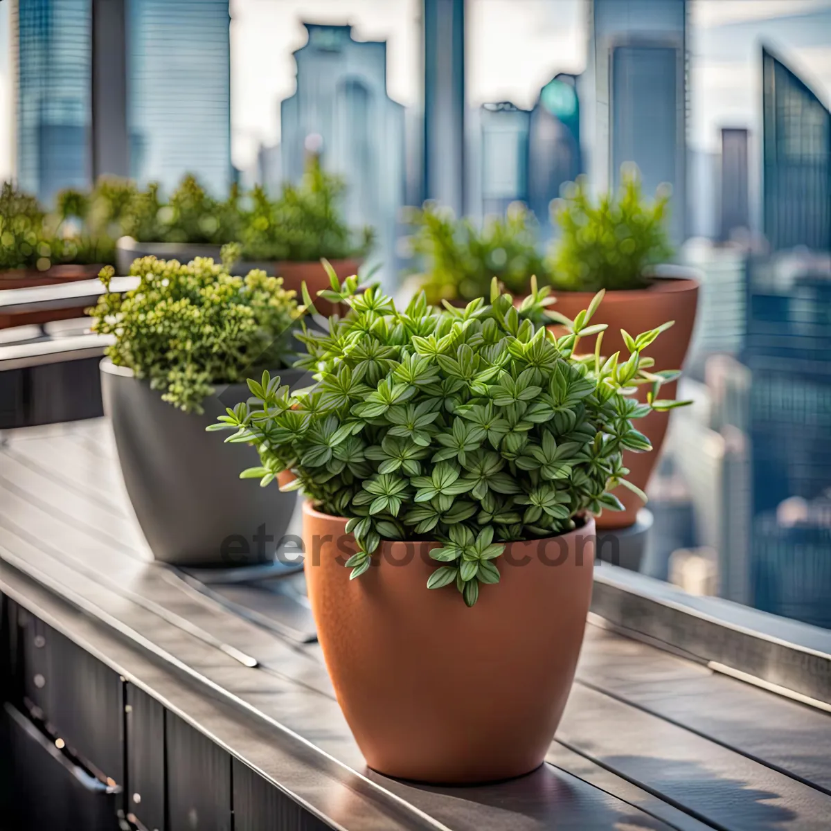 Picture of Balcony Herb Garden with Parsley Tree and Flowering Bonsai