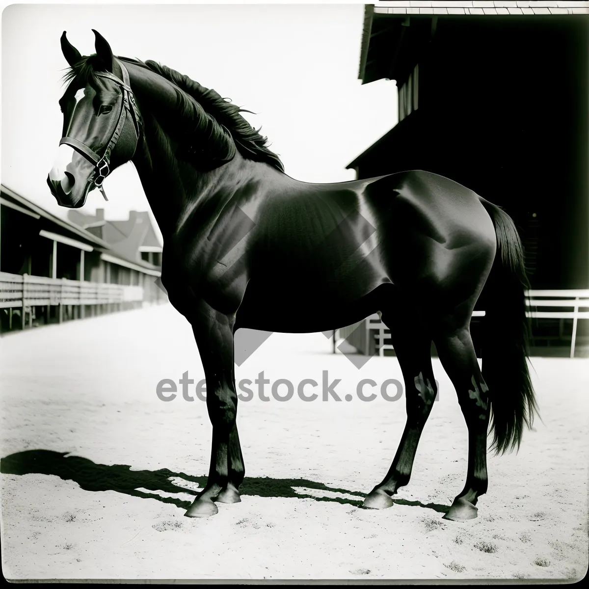 Picture of Stunning Thoroughbred Stallion Galloping in the Field