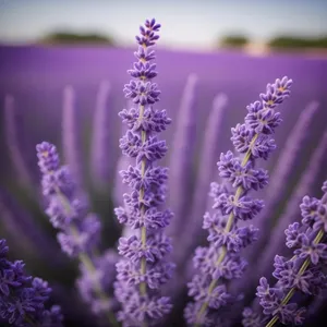 Lavender Blooms In Rustic Countryside Garden