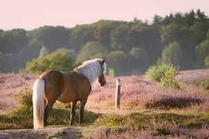 Brown stallion grazing in rural meadow pasture.