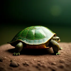 Slow Desert Tortoise - Majestic Reptile in Arid Habitat
