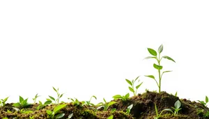 Evergreen Forest Frame with Summer Foliage Growth