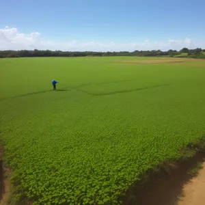 Idyllic Wheat Field Under Clear Sky