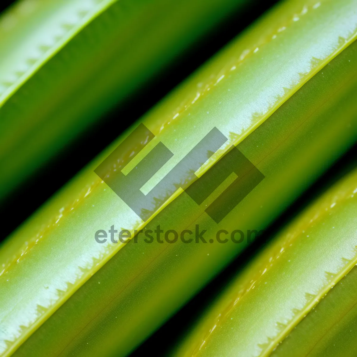 Picture of Vibrant dew-kissed leaf in lush garden