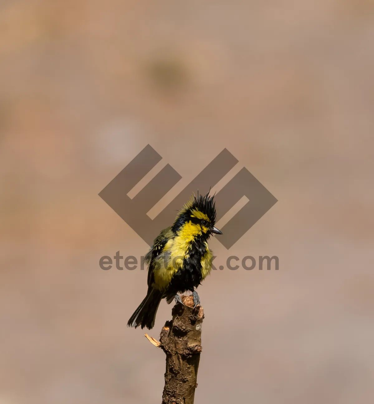 Picture of Flying Woodpecker in Wildlife Habitat