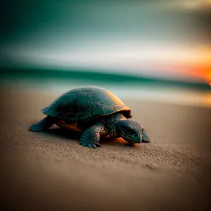 Majestic Shell-Clad Reptile in the Water