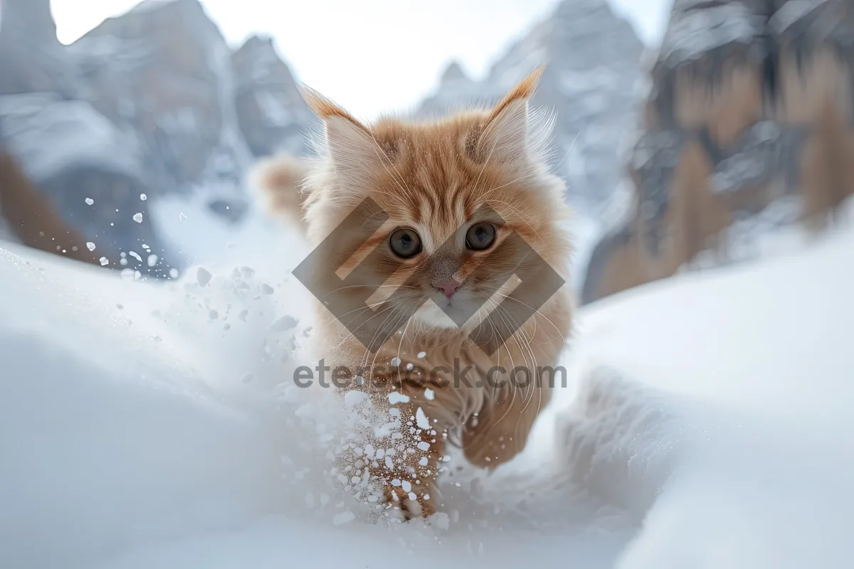 Picture of Adorable domestic kitten with charming eyes and fluffy fur