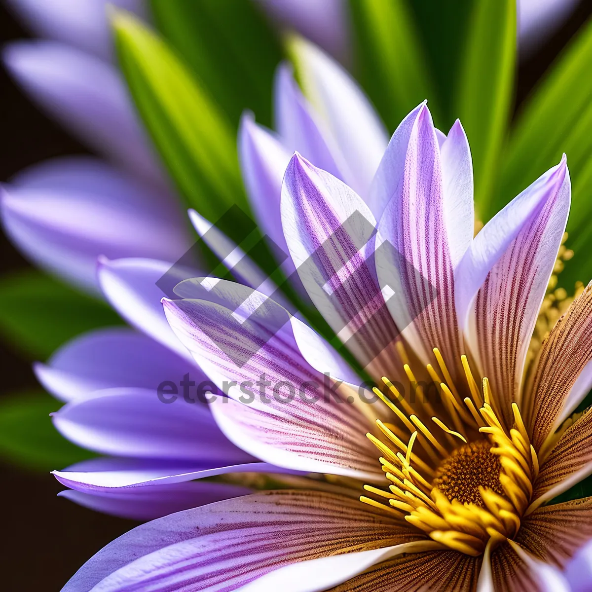 Picture of Blooming Pink Water Violet Lotus Blossom in Garden