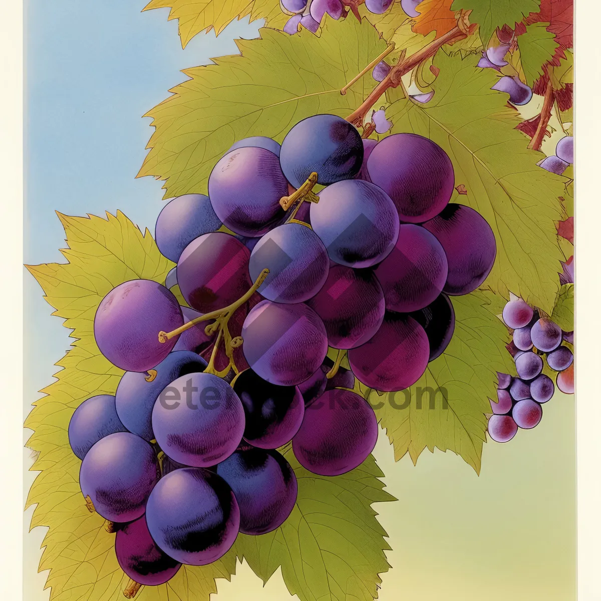 Picture of Juicy Autumn Harvest: Ripe Muscat Grapes in Vineyard