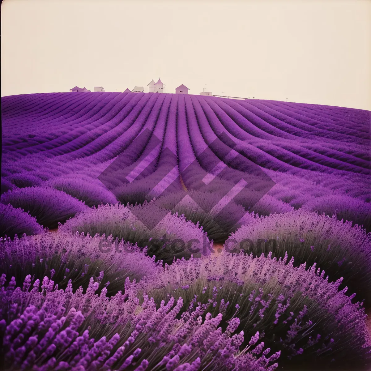 Picture of Colorful Lavender Flowers in Rural Garden