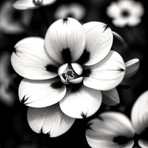 White Petal Garlic Flower