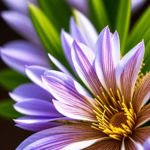 Blooming Pink Water Violet Lotus Blossom in Garden