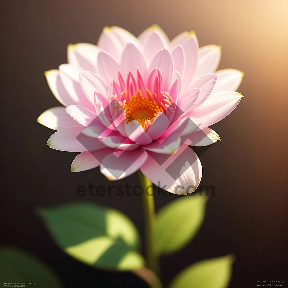 Picture of Vibrant Pink Lotus Blossom in Full Bloom