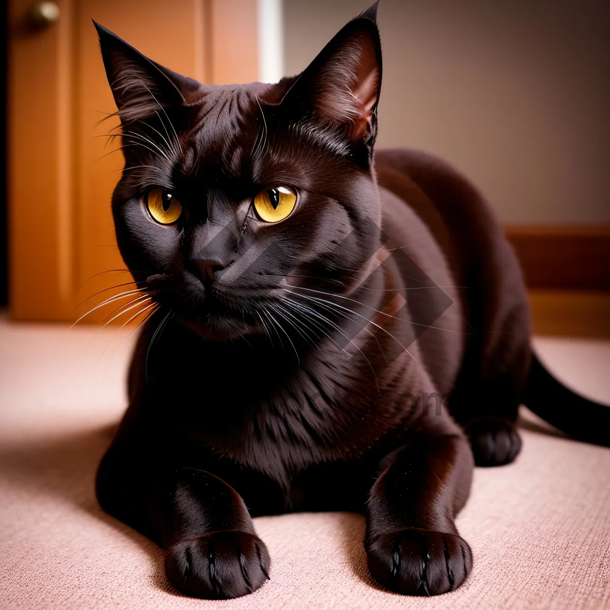 Picture of Curious Kitty with Pretty Whiskers on Windowsill