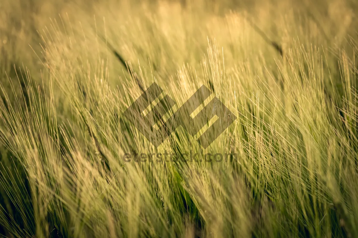 Picture of Golden Wheat Field in Rural Summer Landscape.