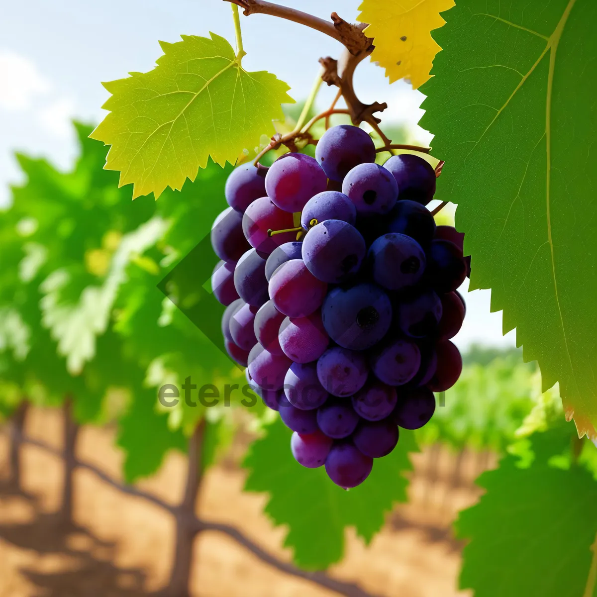 Picture of Juicy Purple Grape Cluster in Vineyard