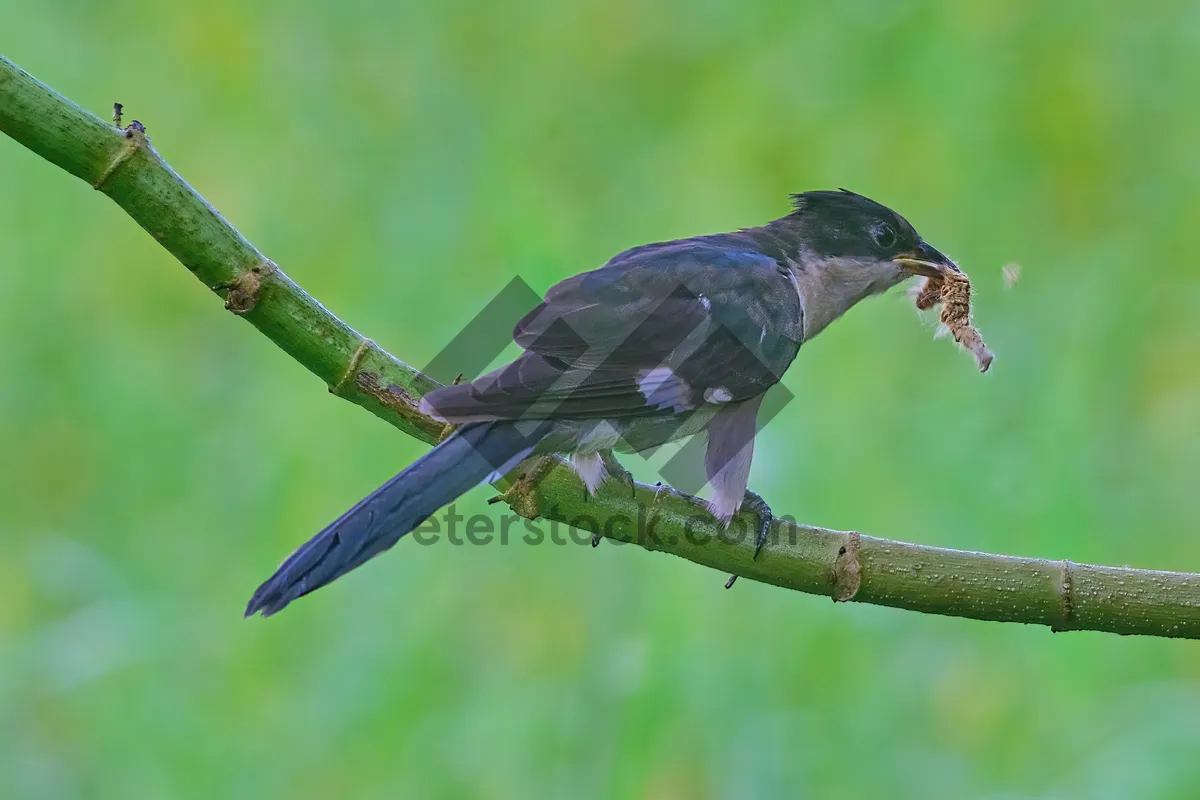 Picture of Wild bird perched on tree branch at night.