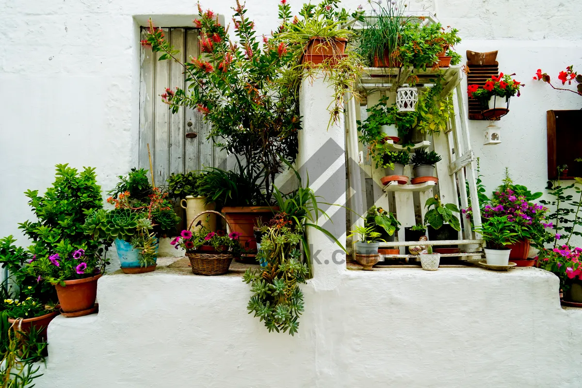 Picture of House with flower pots on patio garden