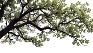 Summer Sky Over Woodland Forest with Oak Tree