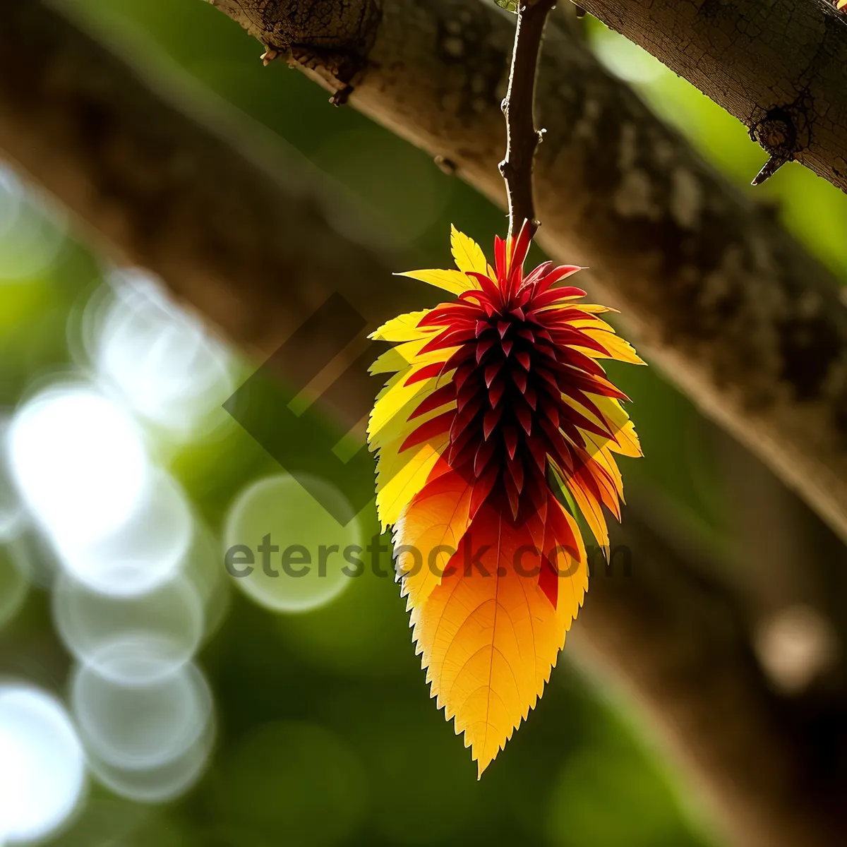 Picture of Bright Sunflower Blossom in Vibrant Garden