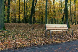 Yellow park bench in autumn forest landscape scenery.