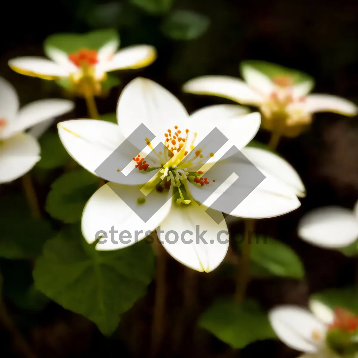 Picture of Summer Blossoms in a Garden