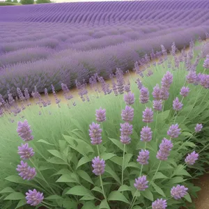 Vibrant Lavender Blooms in Botanical Garden