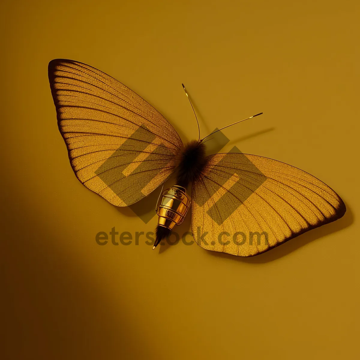 Picture of Colorful Butterfly in Garden Meadow