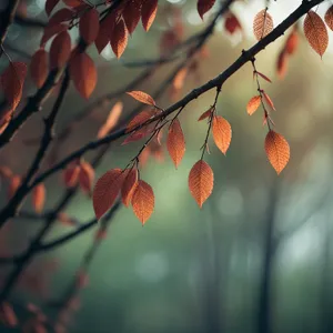 Autumn Maple Branch in Vibrant Foliage