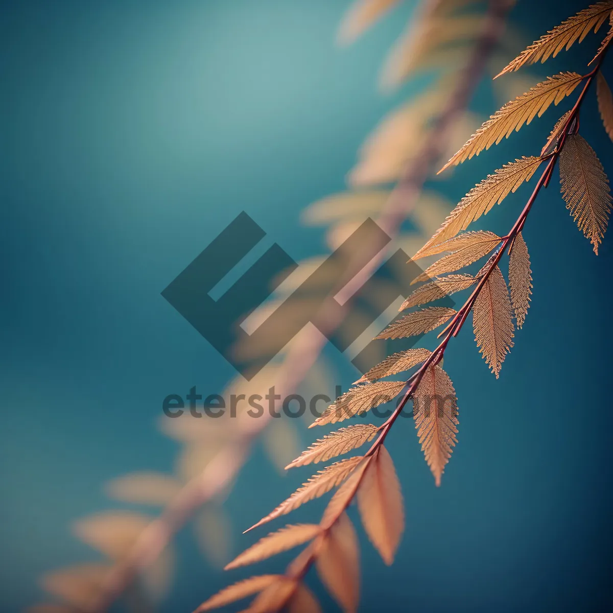 Picture of Autumn Maple Tree Silhouette: Forest Leaf Design