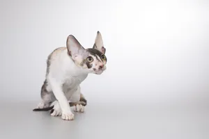 Cute Fluffy Kitty Sitting and Looking with Big Eyes