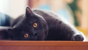 Gray Kitty with Curious Eyes on Windowsill