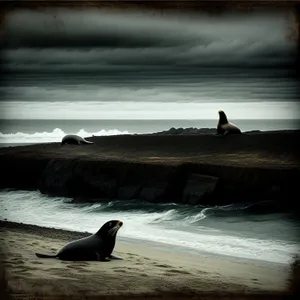 Marine Mammal Serenity at Sunset