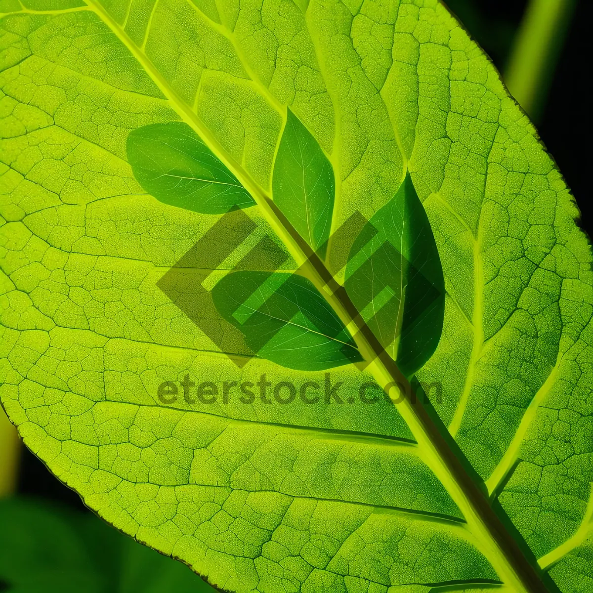 Picture of Vibrant Summer Green Leaves in Closeup