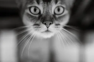 Fluffy Tabby Cat Close-Up Portrait with Whiskers