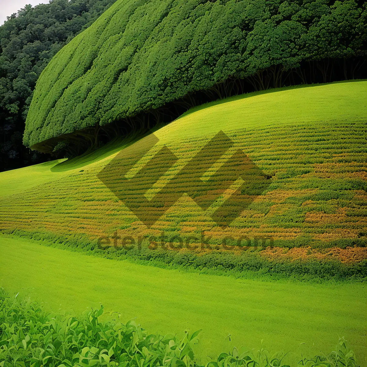 Picture of Idyllic Highland Rice Field Landscape